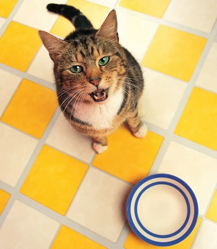 Excessive Meowing and Yowling Why Is My Cat So Vocal?